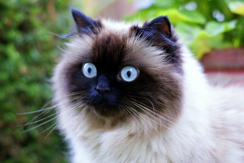 Гималайская Персидская кошка