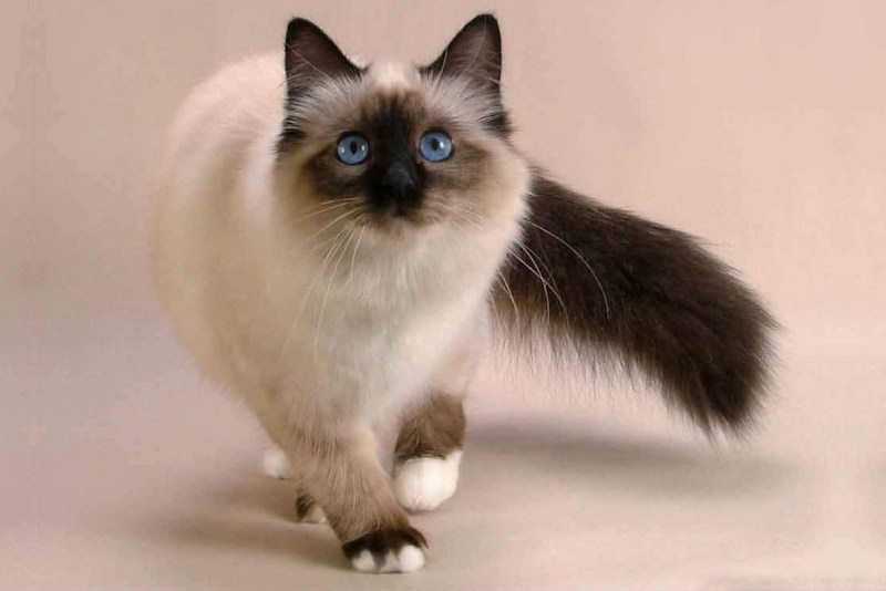 Балинезийская кошка