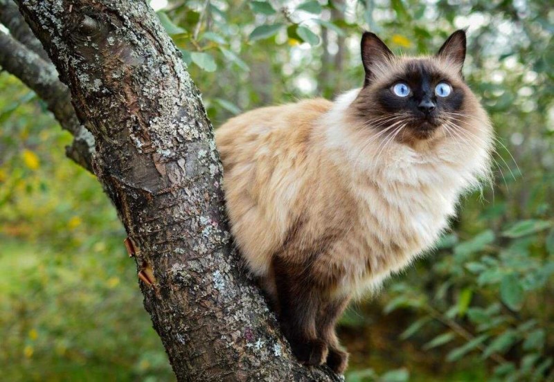 Балинезийская кошка