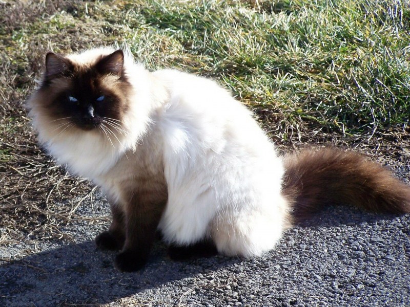Балинезийская (Балинез, балийская)