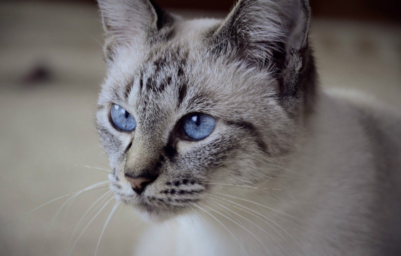 Сиамская кошка