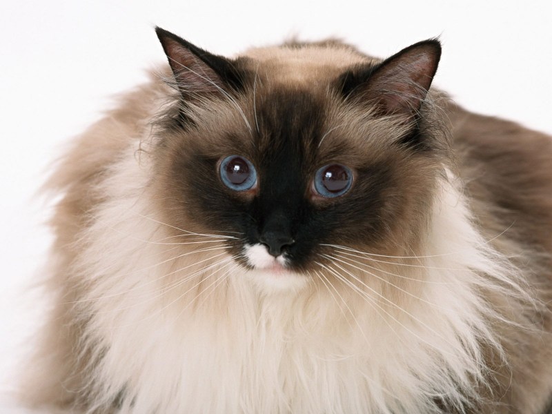 Балинезийская кошка