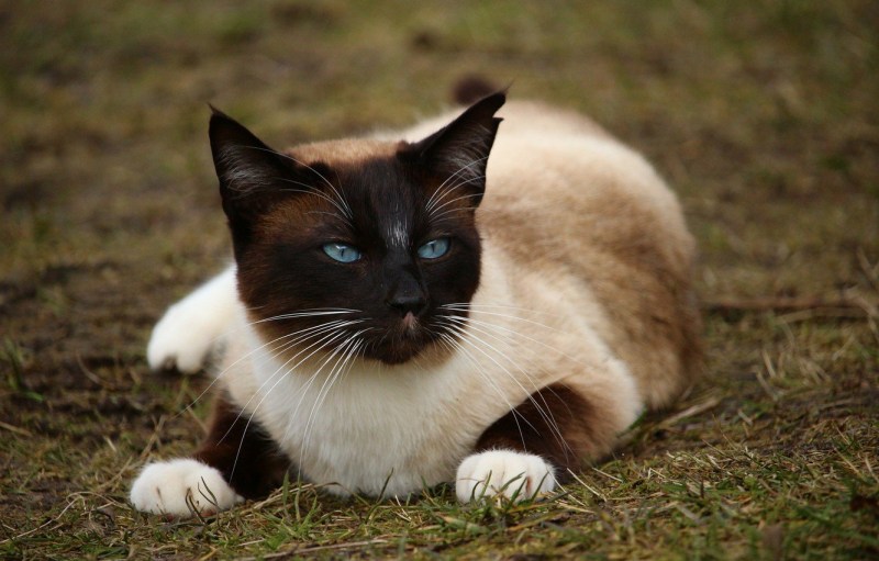 Сиамская кошка