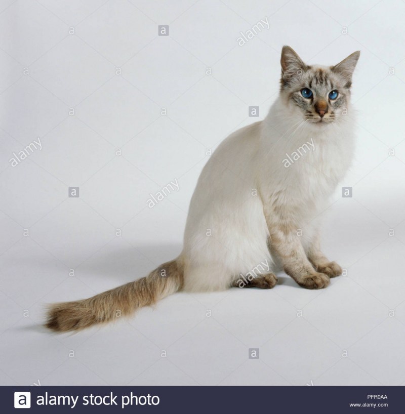 Балийская кошка