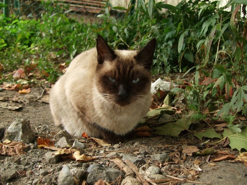Сиамская кошка