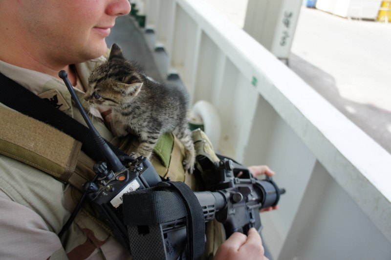 Боевой кот