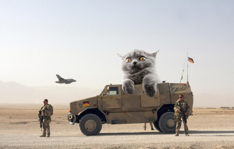 Коты на военной технике
