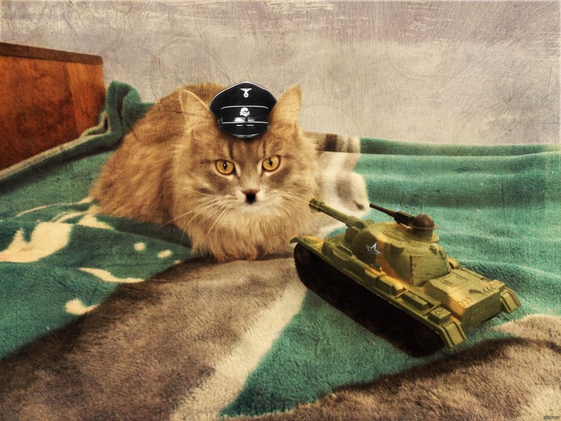 Кот в танке
