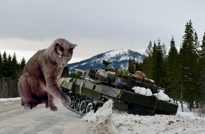 Коты на военной технике