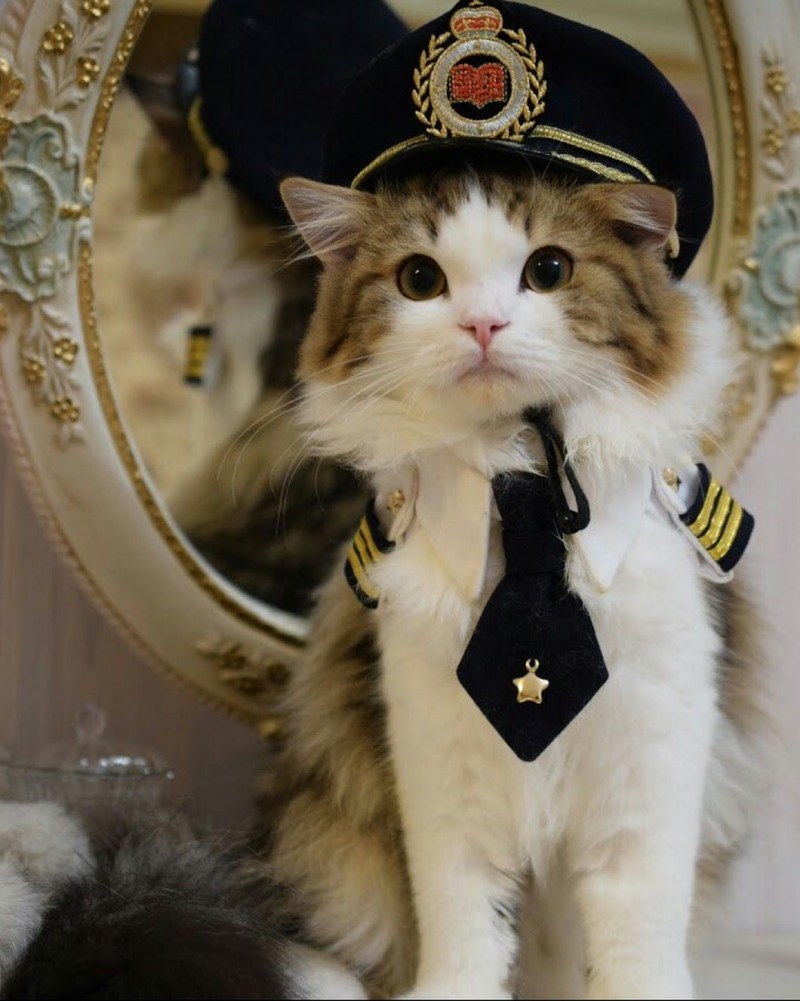 Коты в форме