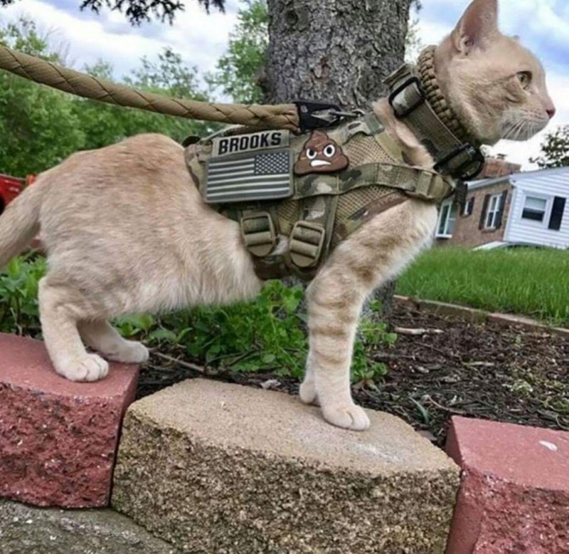 Кошачий спецназ