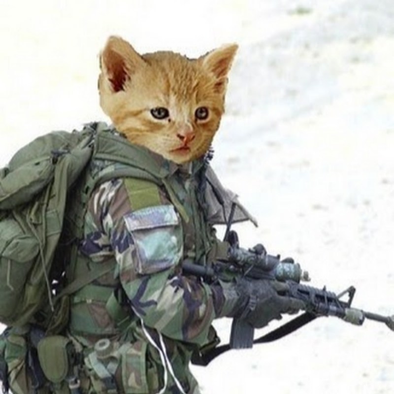 Военный кот с оружием