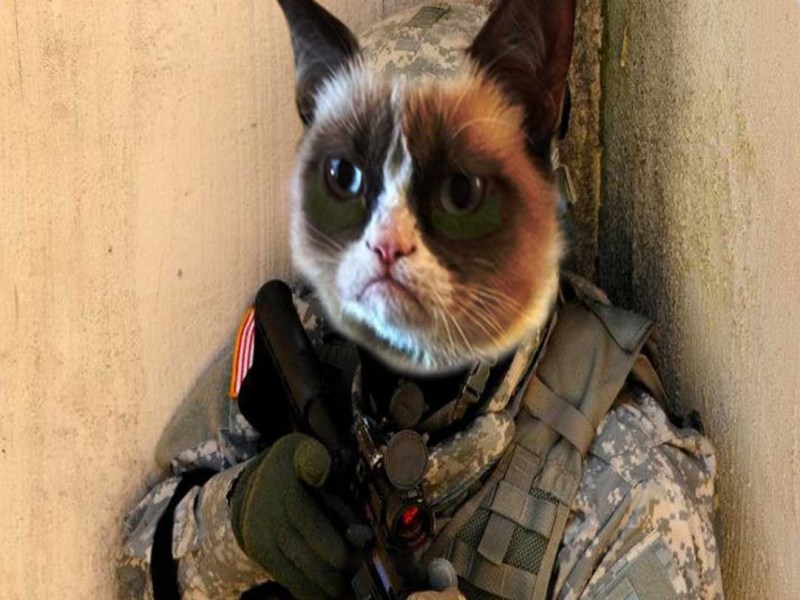 Боевые коты