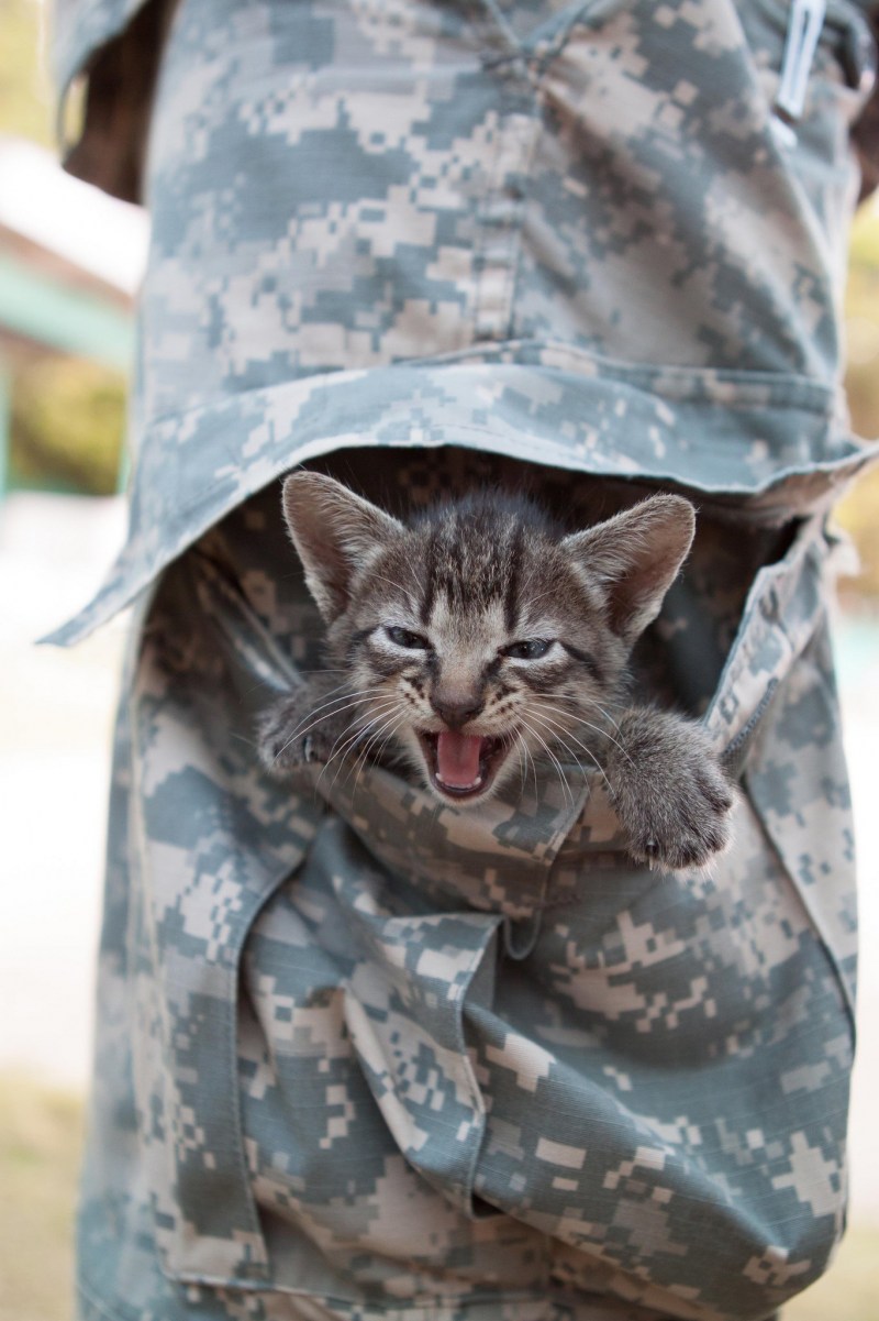 Кот военный