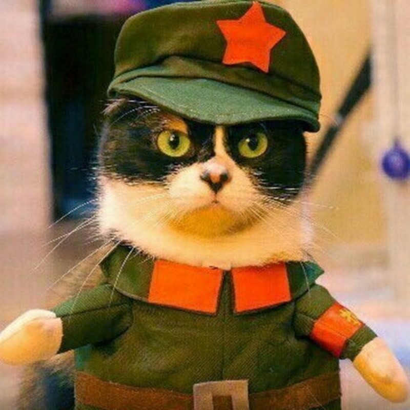 Котик в военной форме