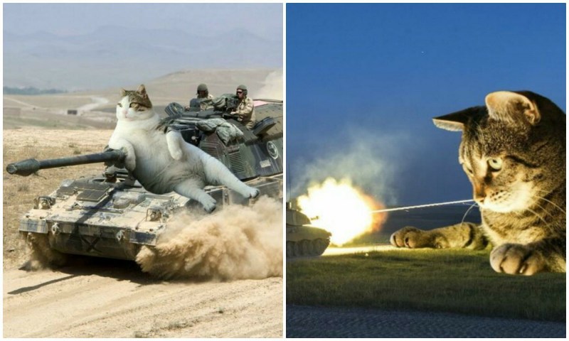 Котик на войне