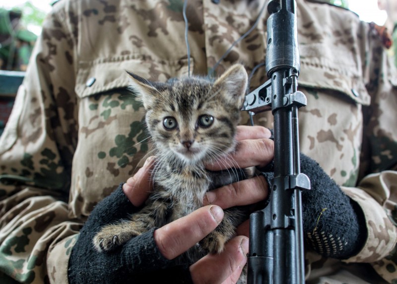 Боевой кот