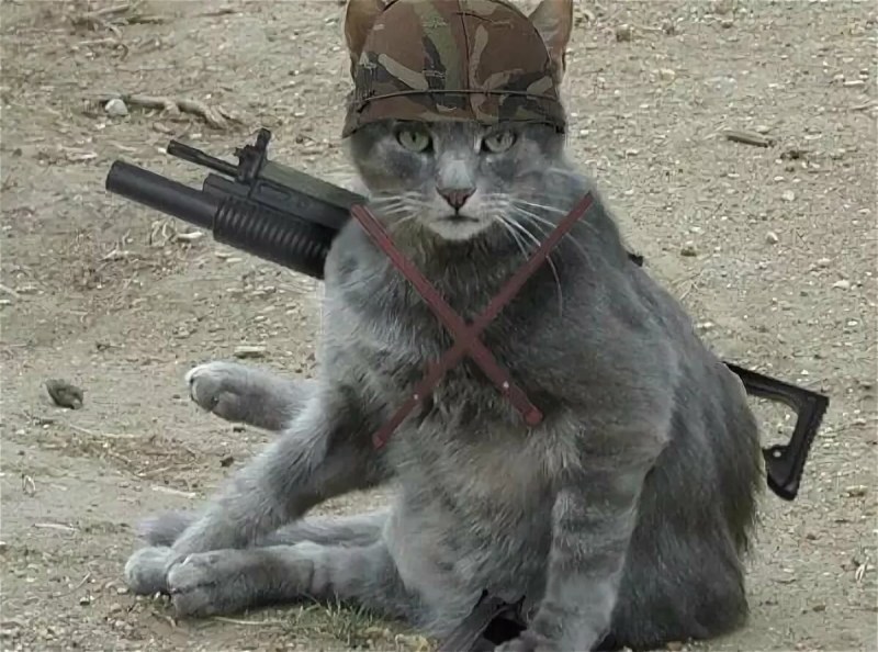 Котик военный