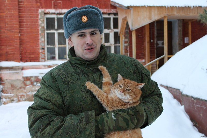 Кот солдат