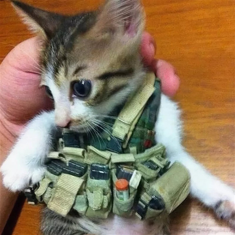 Кот в военной форме