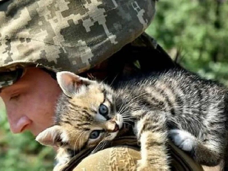 Военный с котенком