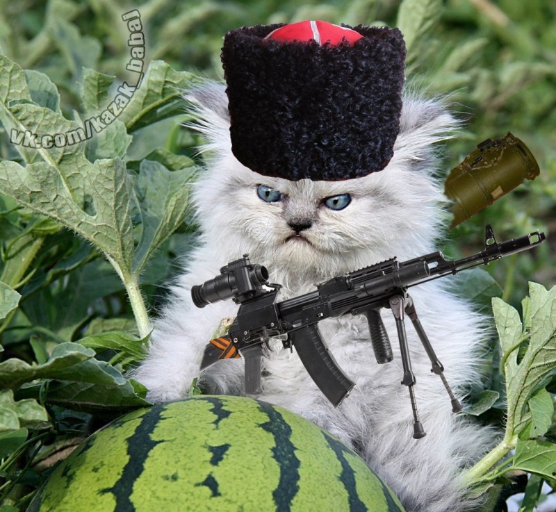 Кот военный