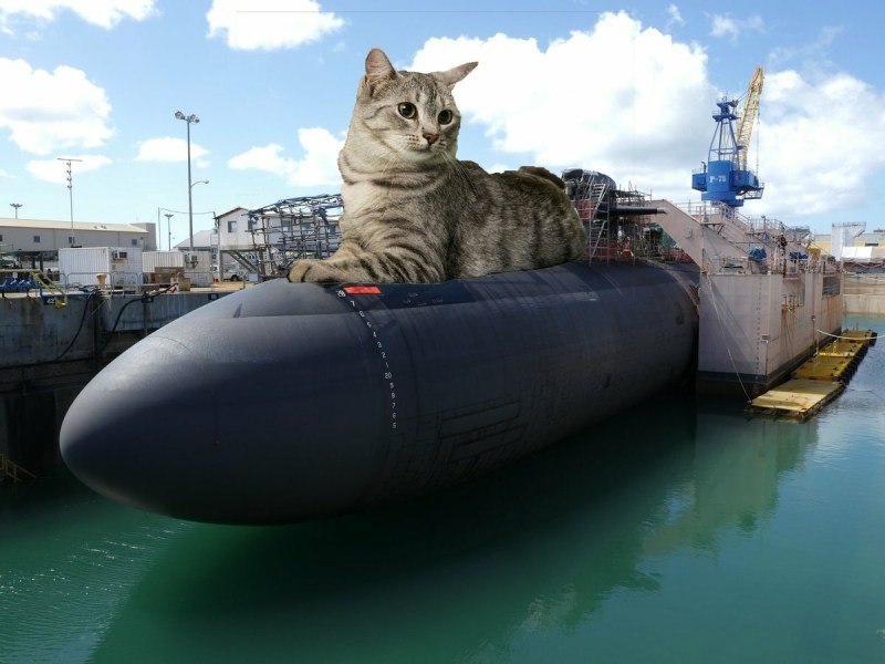 Коты на военной технике