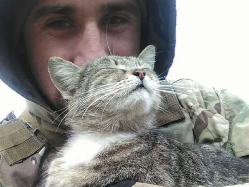 Кот военный