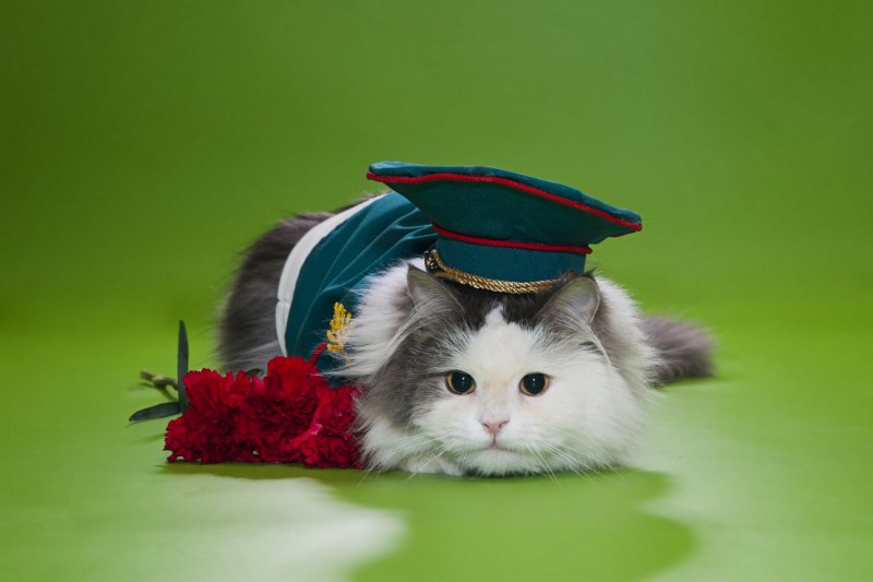 Кот в военной фуражке