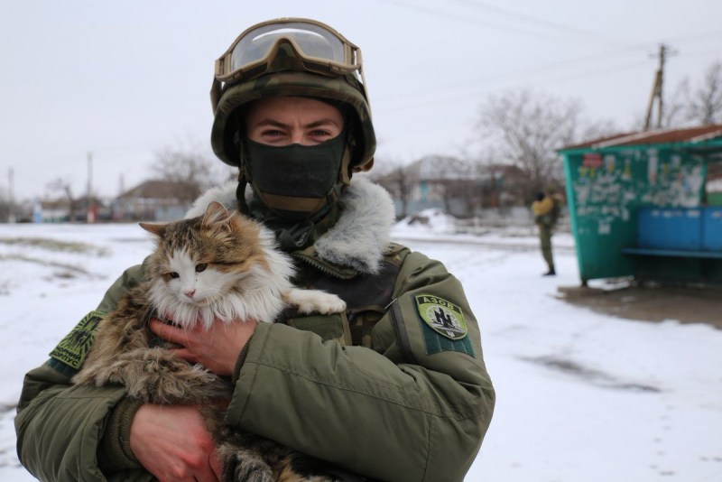 Кот военный