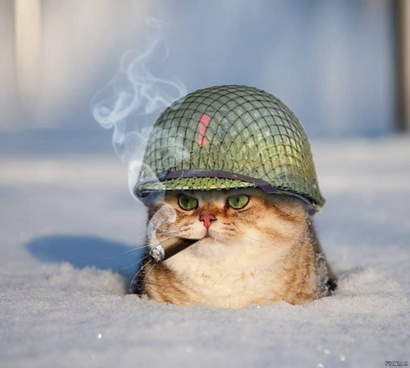 Боевой кот