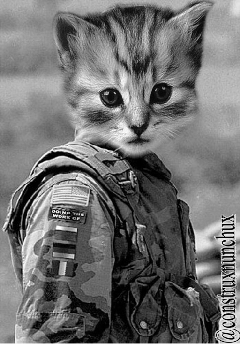 Коты на войне