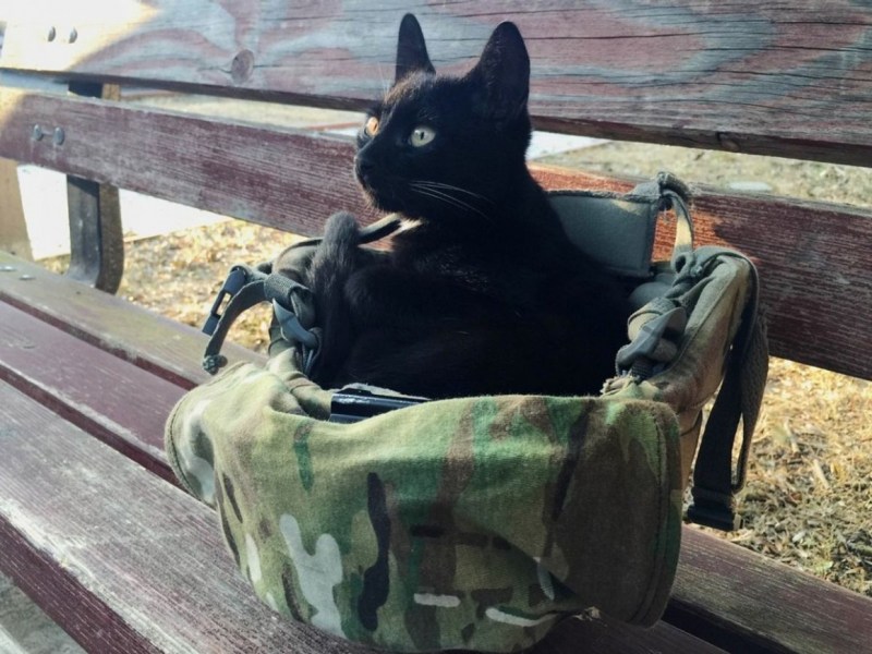 Кот солдат