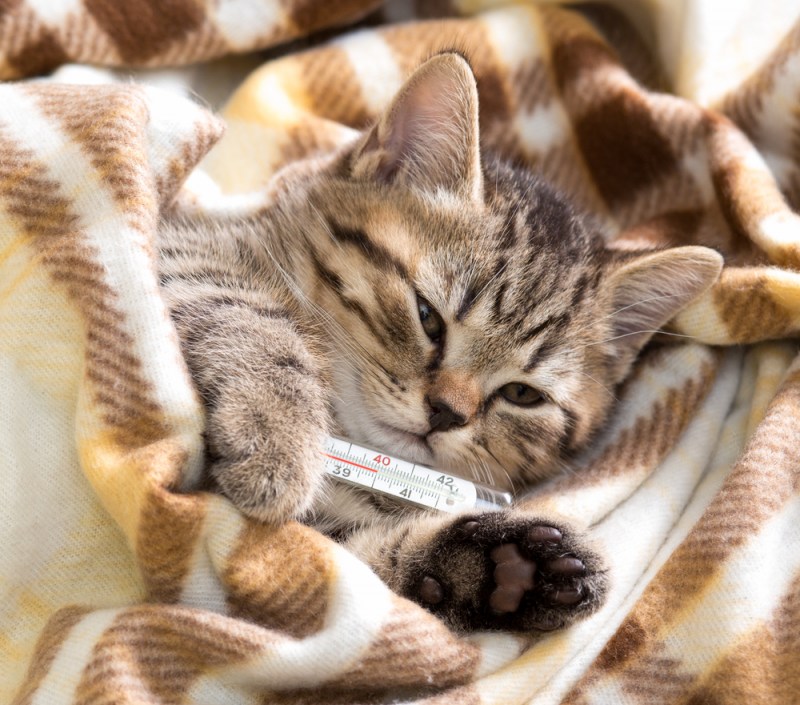 Кошечка заболела