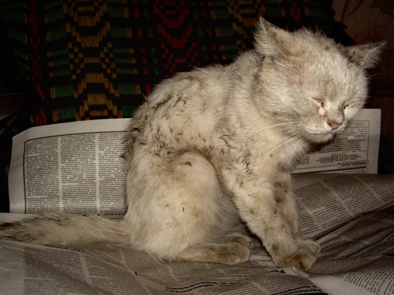Рыжая кошка болеет
