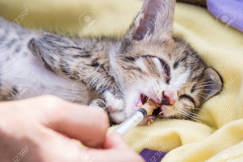 Котенок заболел