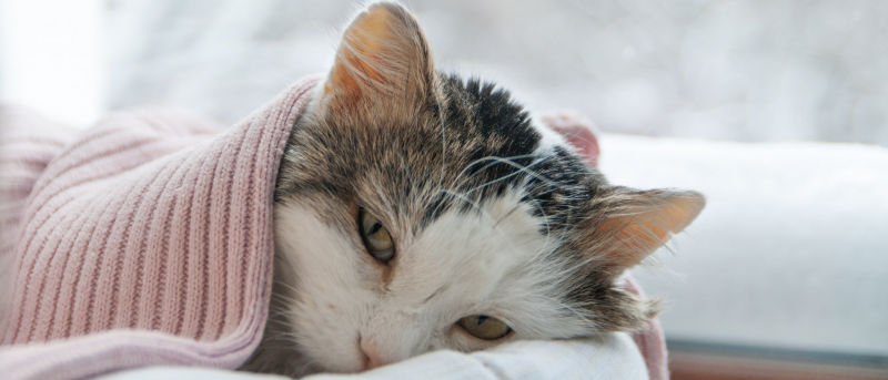 Gray tabby Cat