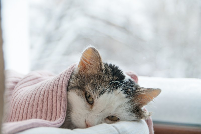Кошка болеет
