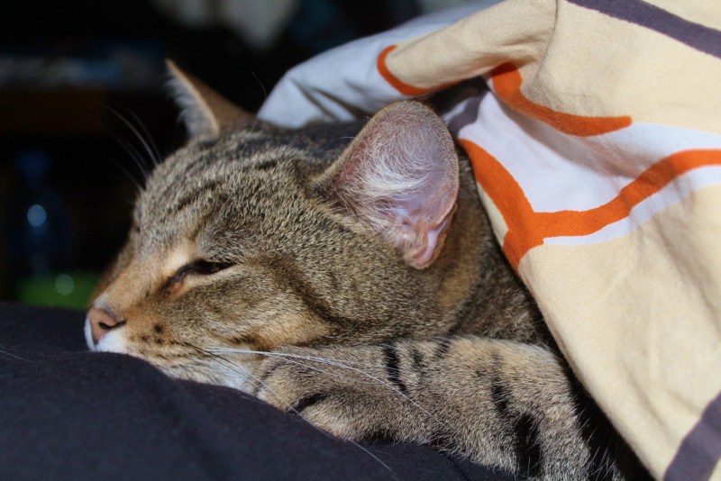 Кот болеет