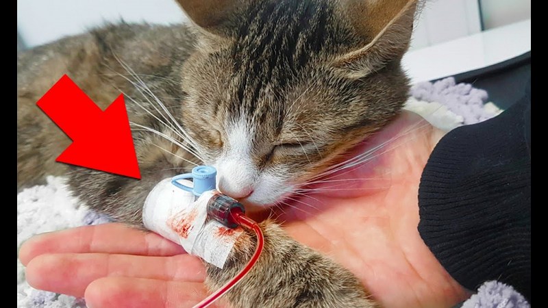Бездомные больные котята