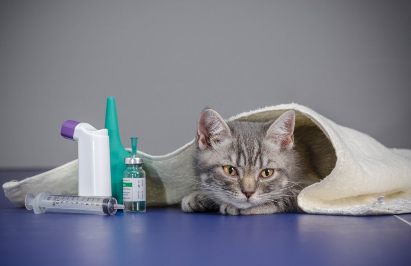 Котенок болеет