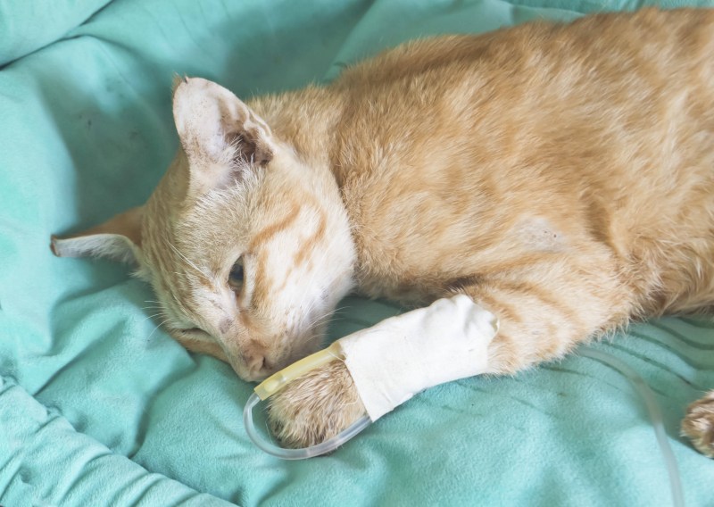 Кот с повязкой на голове
