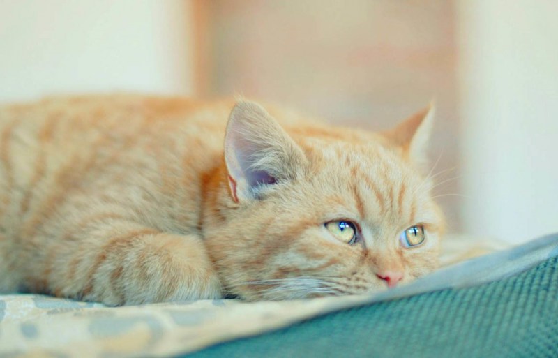 Кот заболел