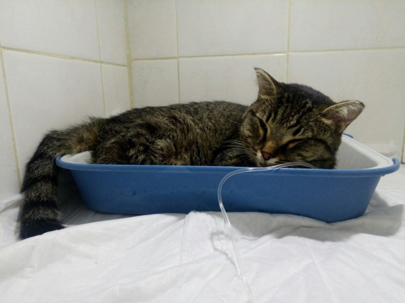 Котик с градусником