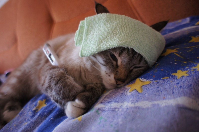 Котик с градусником