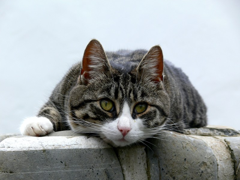 Котенок простыл