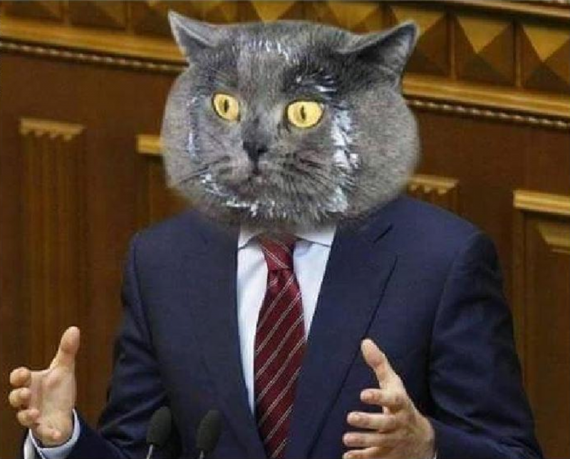 Кот в сметане