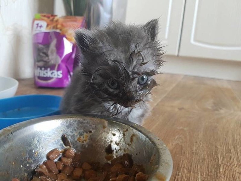 Котенок испачкался