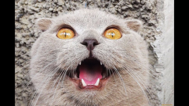 Смешной кот шебуленций