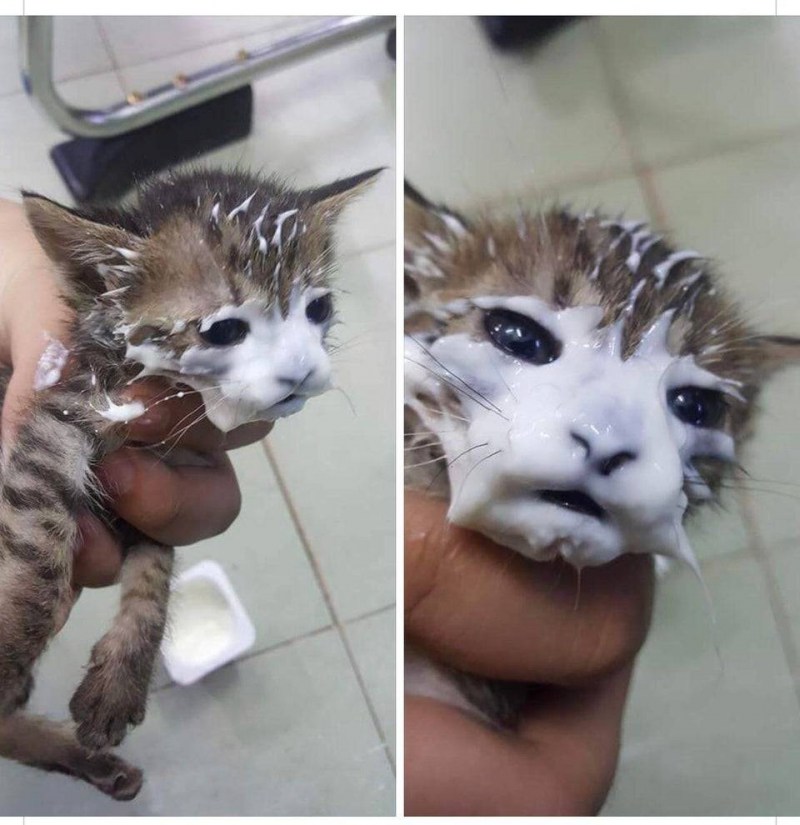 Кот испачкался в сметане